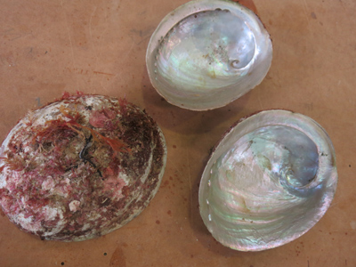 abalone-shells