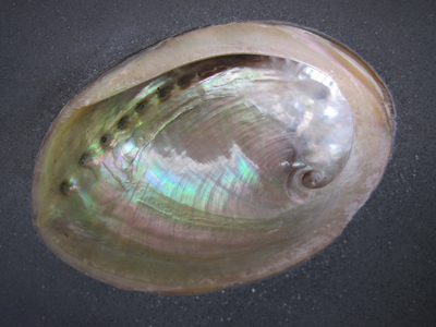 abalone-soap-dish-in-concre